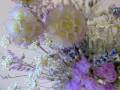 PXL_20260421_062739192.MACRO_FOCUS.MP